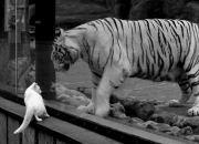 开云-戈贝尔关键战不手软，黄蜂力克快船获唯一性胜利