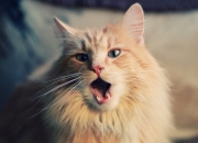 开云APP-当曼城的哈兰德遭遇挪威的哈兰德，一场友谊赛如何见证奥纳纳的神扑里程碑