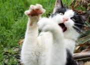 开云下载-欧冠之夜，独行侠称王，东契奇一锤定音，全场最佳无争议