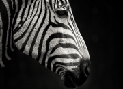 开云体育中国-季后赛抢七焦点战，尤文生死战取胜牙买加，晋级之路终见曙光