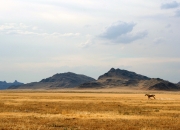 开云官网-金色绝杀与三狮统治，足球争冠的双面启示