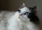 开云体育登录-深圳夜空撕裂苍穹的弧线，当欧文的绝杀为中国故事写下新注脚