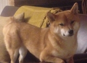 开云平台-王座下的幽影，当米切尔将匕首刺入冰原，独行侠宣告狩猎终结