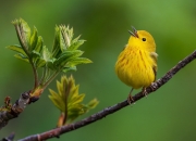 开云体育中国-孤勇者的史诗，加时鏖战智利，莱万用一脚改写巴黎的夜晚