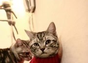 开云平台-三分如雨锁定胜利，东契奇独木难支！库里连续暴击独行侠，悬念提前七分钟终结