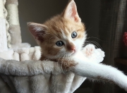 开云体育APP下载-决战天王山！浙江队破局之道击溃鹈鹕，一战定赛季乾坤