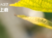 开云-冰与火之歌，福克斯单骑破阵与北京队的钢铁防线