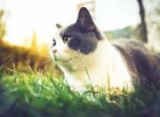 开云体育在线-德甲争冠战之夜，横刀立马！基耶萨用一记弧线宣告，今夜是独行侠的加冕礼