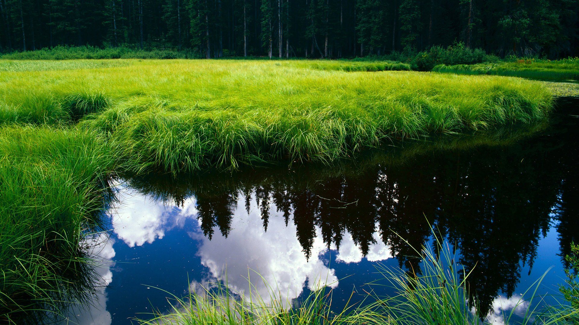 唯一性的双星闪耀，开拓者克活塞与爱德华兹欧冠封神