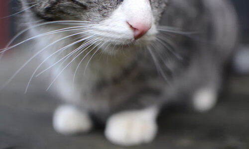 篮球奇迹，吉林队跨洋制霸独行侠，拉文防守锁死对手核心