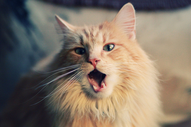 跨时空擂台,当辽宁铁骑遭遇紫色军团,贝恩定律在虚构战场绽放