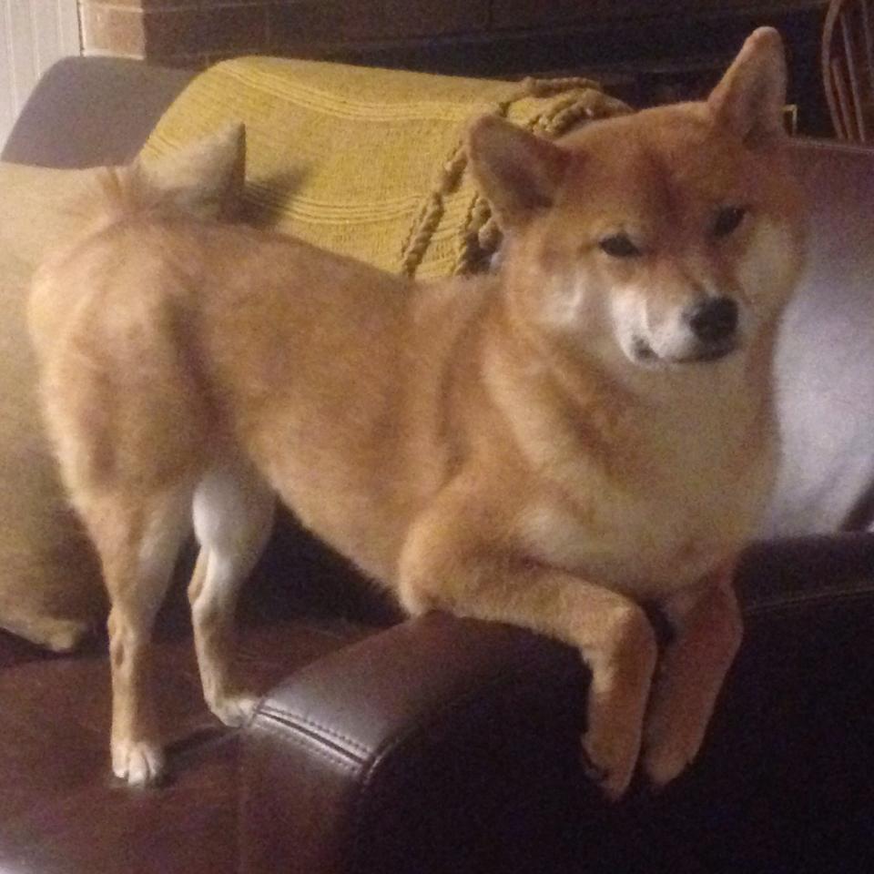 王座下的幽影，当米切尔将匕首刺入冰原，独行侠宣告狩猎终结