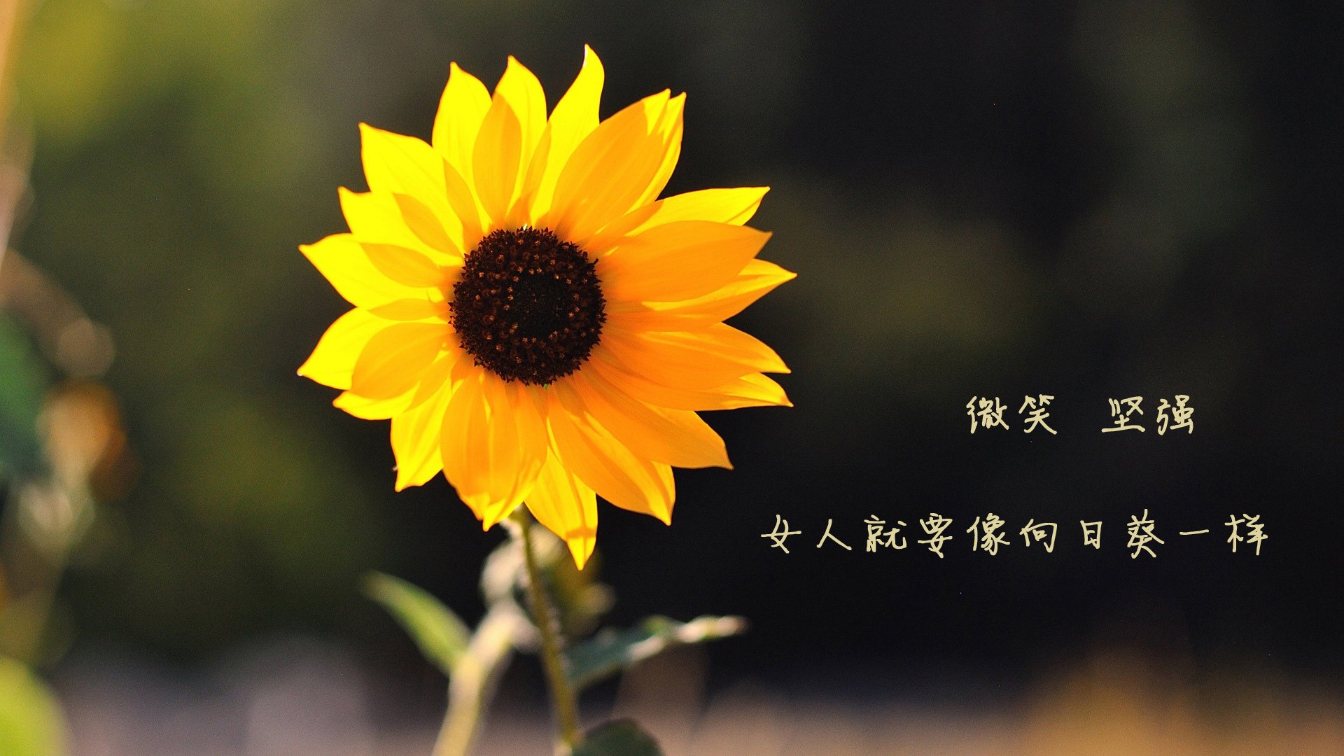 奥地利斩落马赛，王朝杀神与新王马拉多纳式加冕