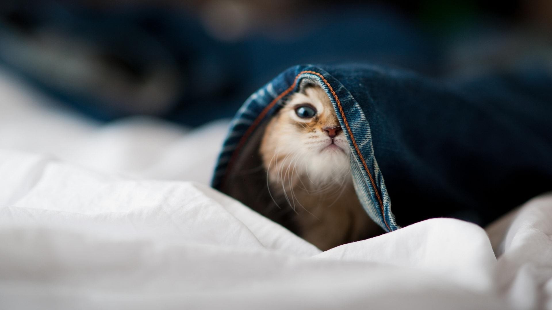 逆转背后，当克莱的利爪撕破波士顿的黄昏