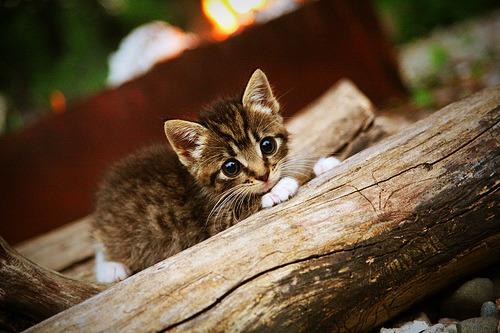 森林狼破局勇士显王者相,范弗利特末节救主藏玄机,巨星光环外的团队革命