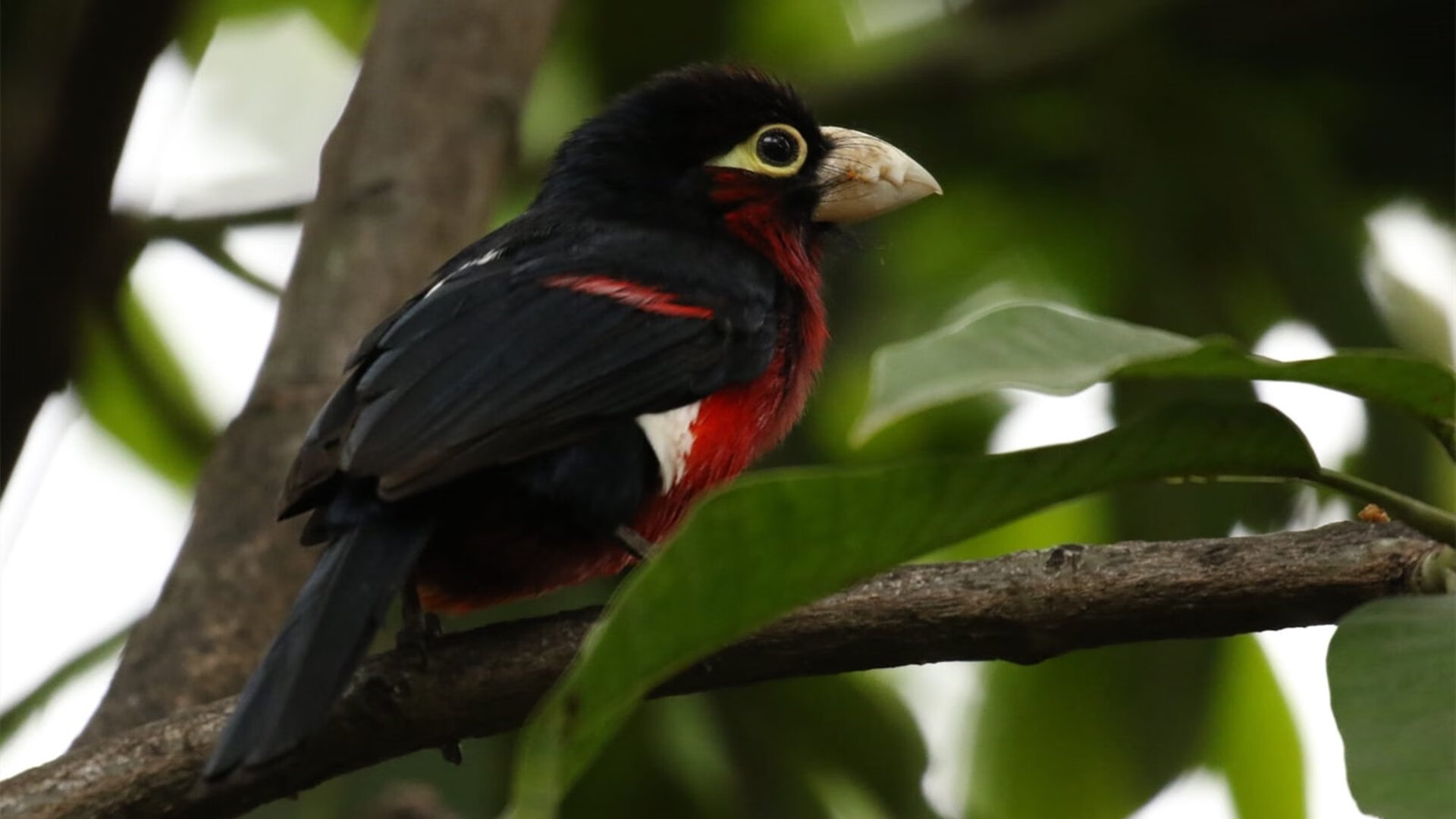 冰火对决，辽宁火力全面压制奇才，马克西成制胜关键先生