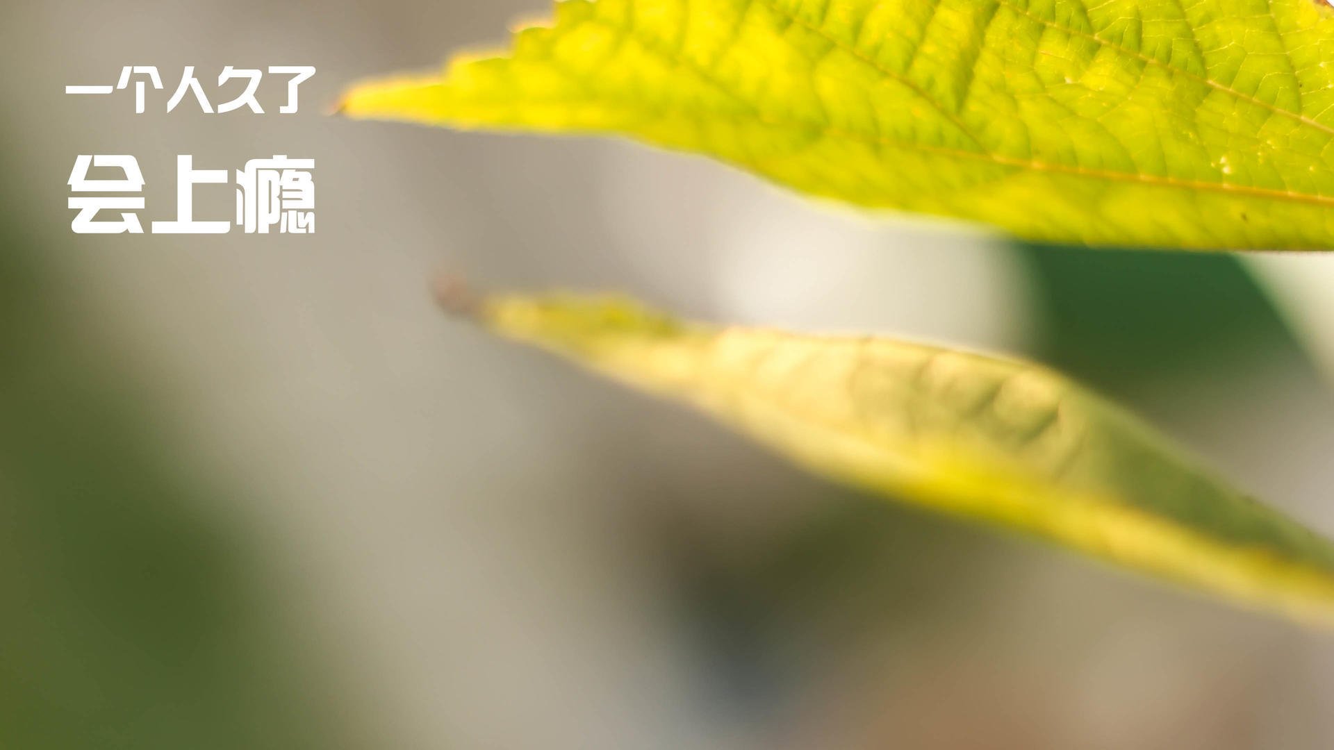 冰与火之歌,福克斯单骑破阵与北京队的钢铁防线