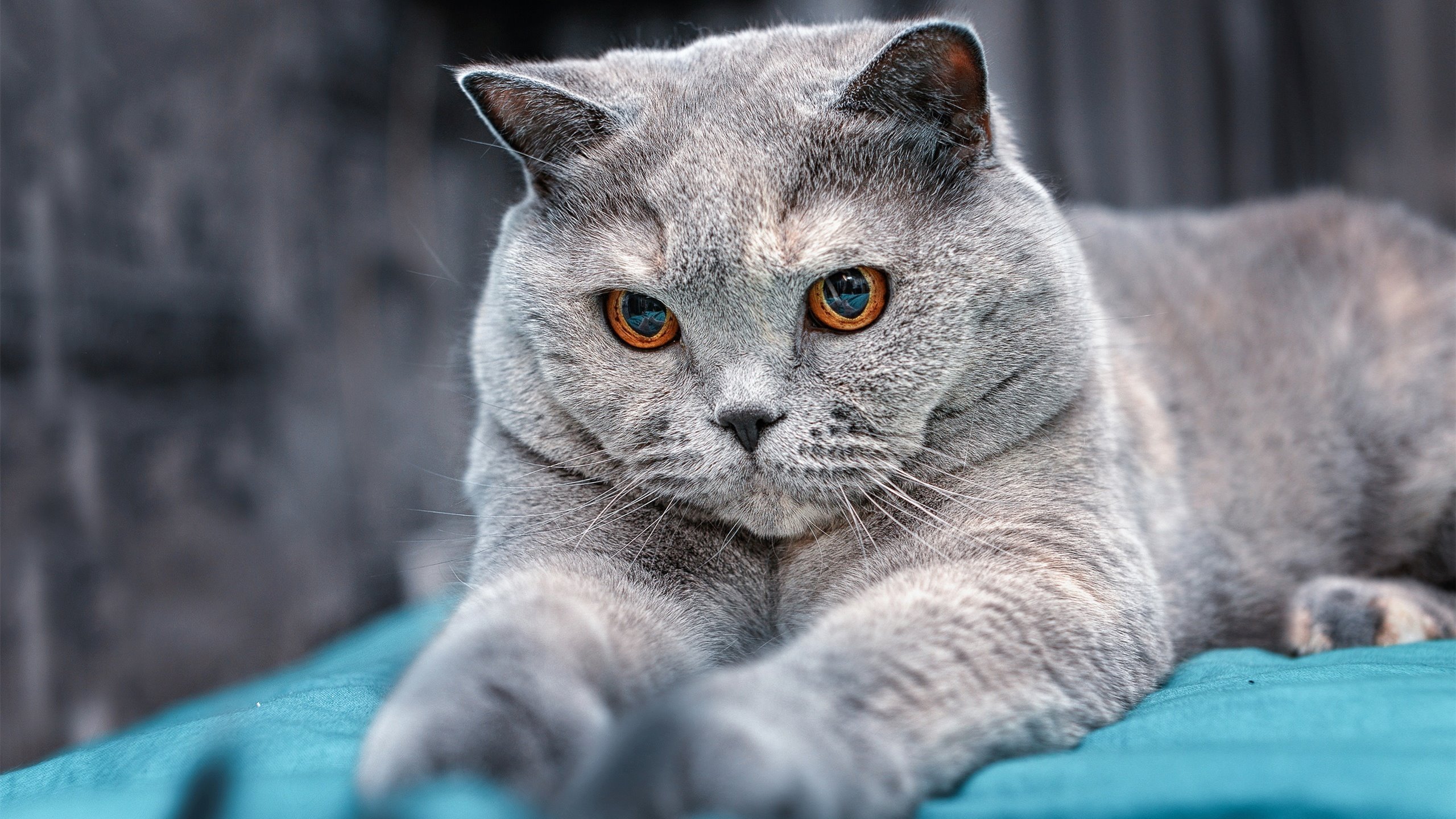 钢铁防线，一击致命，德甲争冠夜的戈贝尔式杀戮