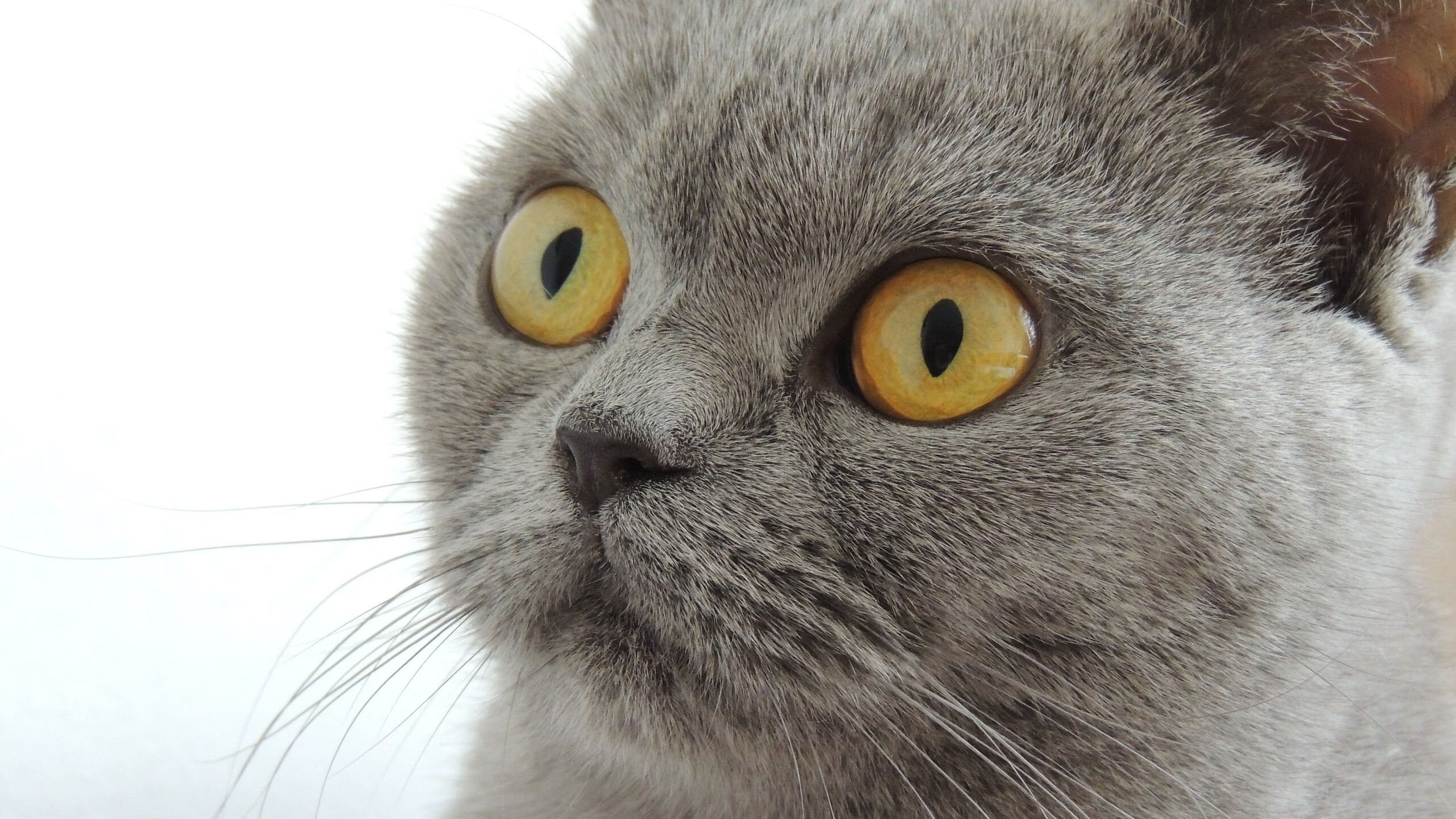 体育跨界之夜，魔术轻取活塞，库里在意甲焦点战上演接管传奇