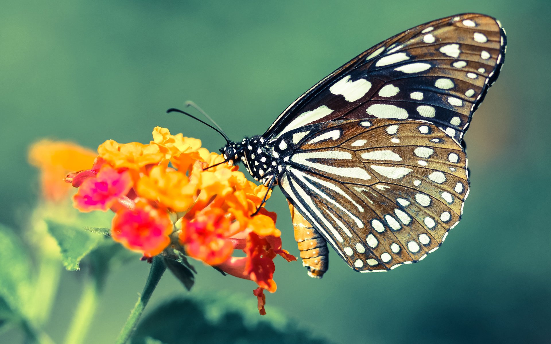 终结悬念！山西队一波流卷走国王，世界排名争夺战惊心动魄