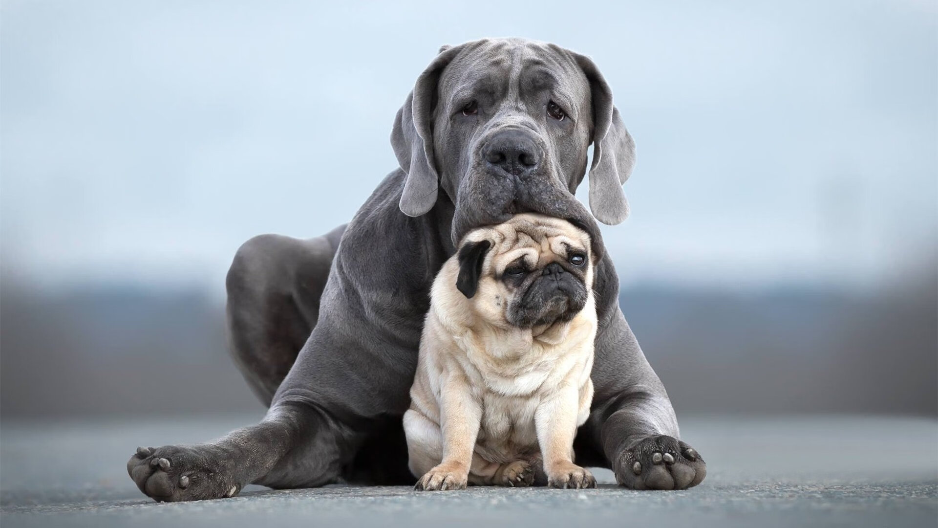 数据风暴！楚阿梅尼全面爆发引领丹麦强势攻克伊朗铁壁