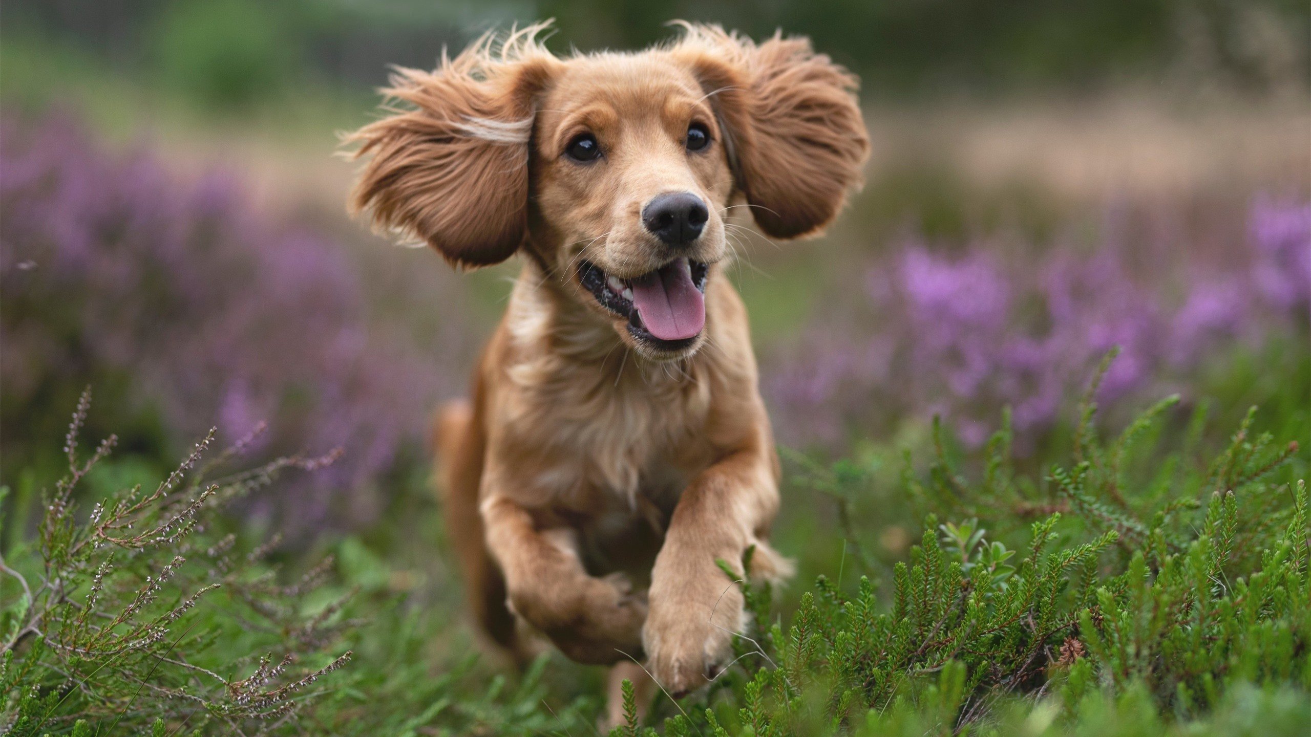 波兰铁骑的马德里攻坚战,黄喜灿闪电刺穿床单军团心脏